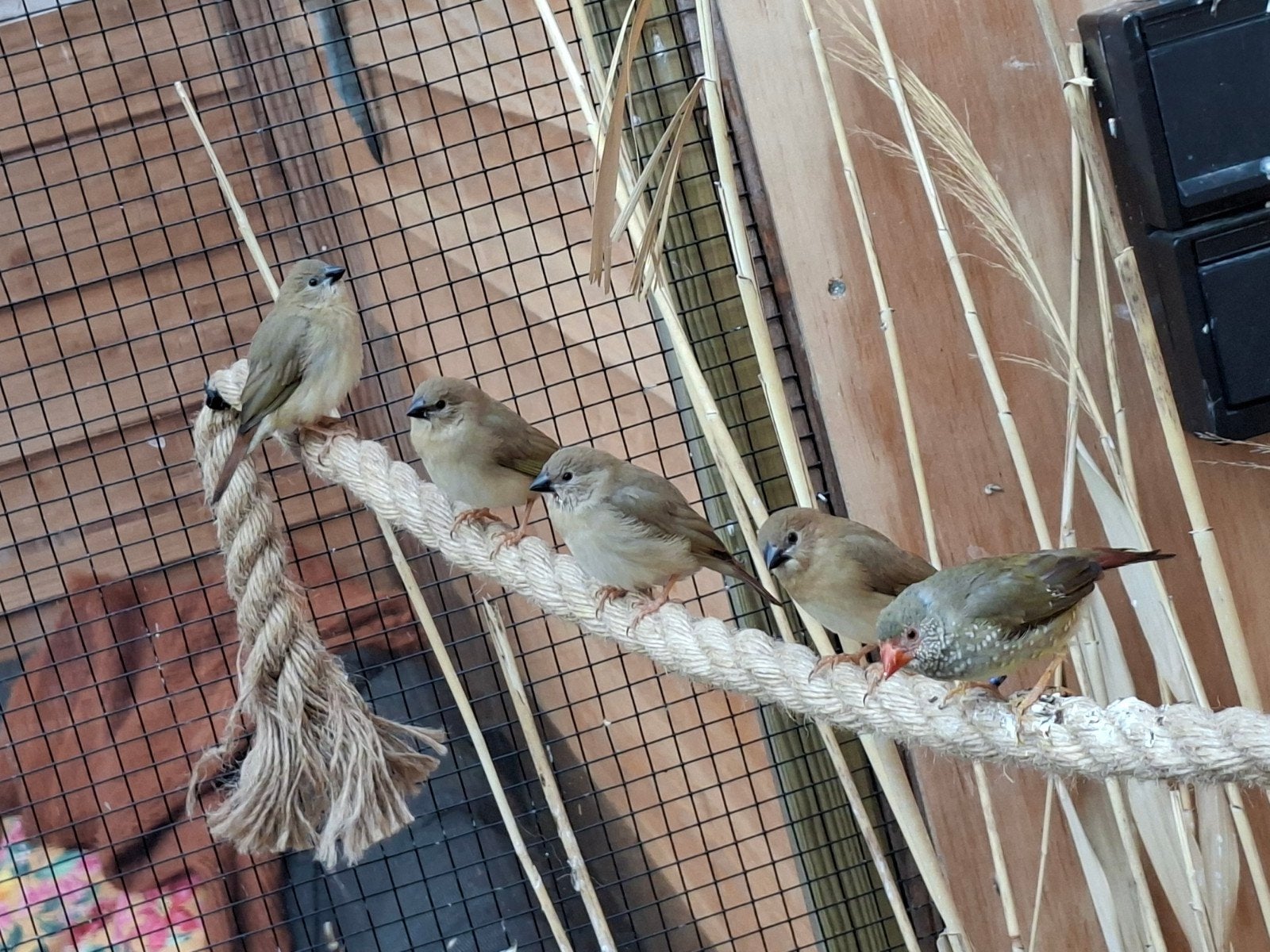 Jonge Binsenastrildes, Meerdere dieren, Tropenvogel, Geringd