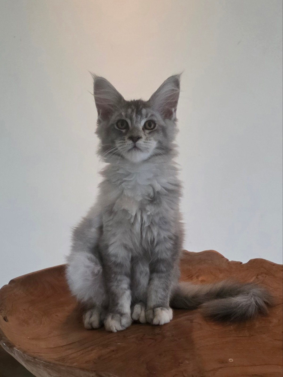 prachtige maine coon kittens met stamboom, Meerdere dieren, Met stamboom, 0 tot 2 jaar