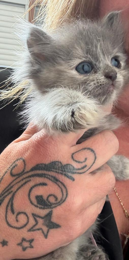 Ragdoll kittens beschikbaar, Dieren en Toebehoren, Katten en Kittens | Raskatten | Langhaar, Poes, 0 tot 2 jaar, Met stamboom