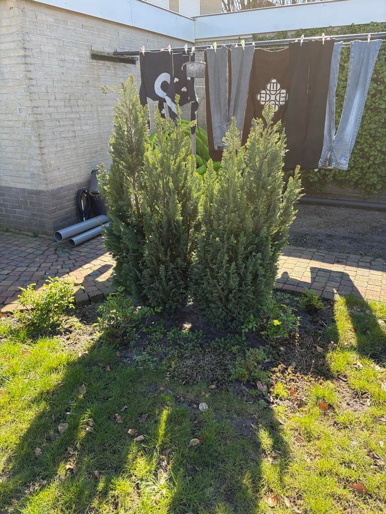 Twee coniferen voor in de tuin, Volle zon, Vaste plant, Bloeit niet, Ophalen