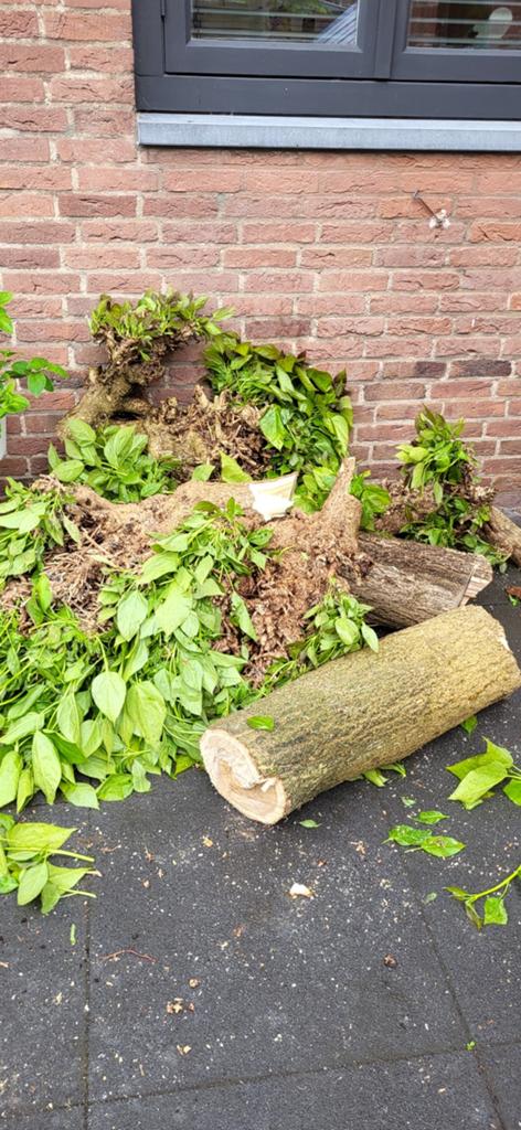 Gratis brandhout, Tuin en Terras, Ophalen, Gebruikt, 20 m² of meer