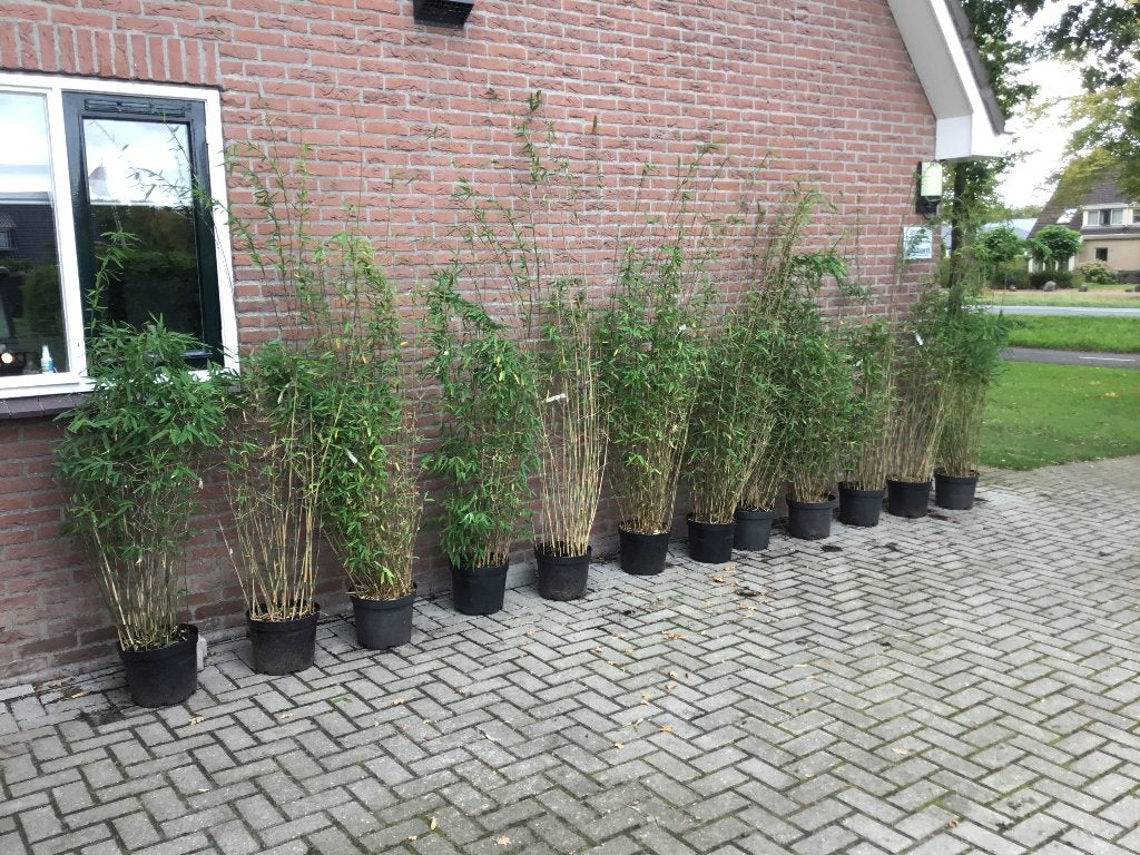 Fargesia Nitida Pillar, niet woekerende bamboe!!!, Ophalen, Bamboe, Struik, 100 tot 250 cm