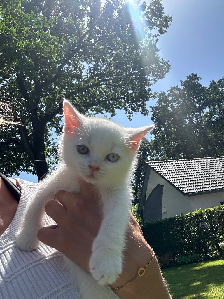 Prachtige Brits korthaar kittens - blue en odd eyed, Meerdere dieren, Gechipt, 0 tot 2 jaar