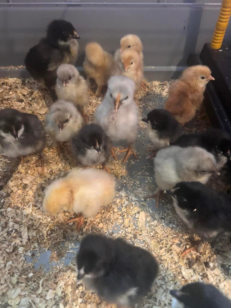 Eendagskuikens groen blauw en donkerbruin leggers, Dieren en Toebehoren, Pluimvee, Kip, Meerdere dieren