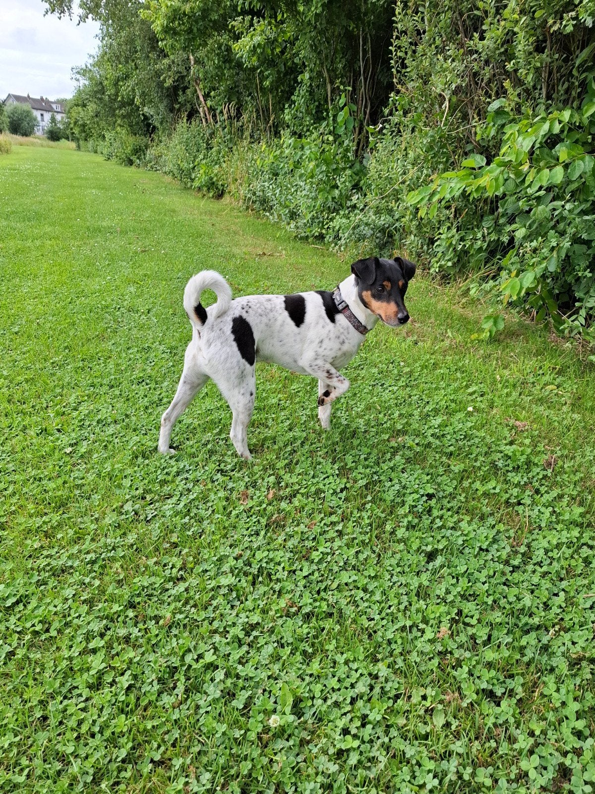 Jack russel/ Boerenfox zoekt boerderij, Jack Russell Terriër, Reu, Eén hond, 3 tot 5 jaar