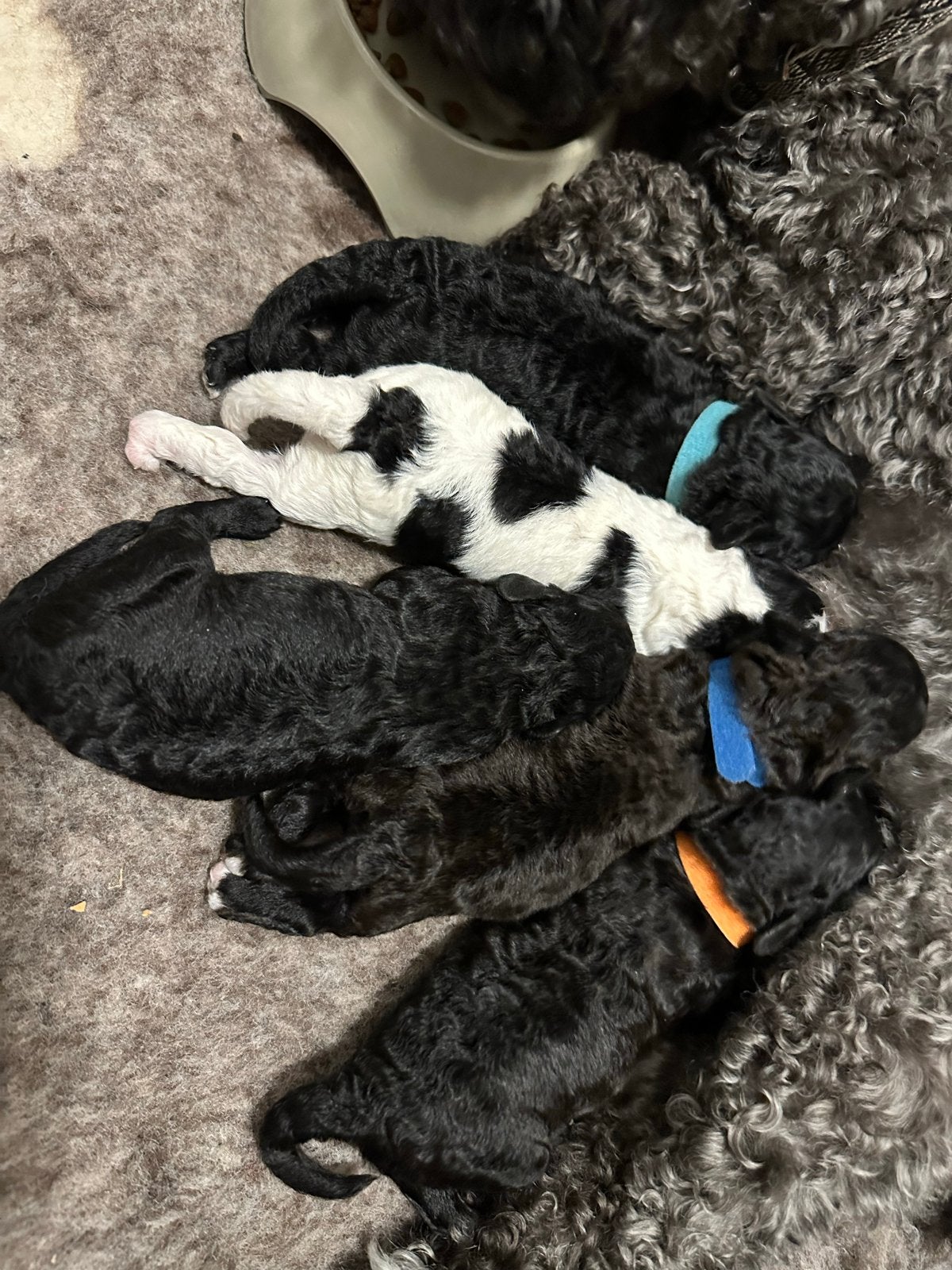 5 prachtige mini labradoodle pups, Parvo, Overige rassen, 8 tot 15 weken, Meerdere