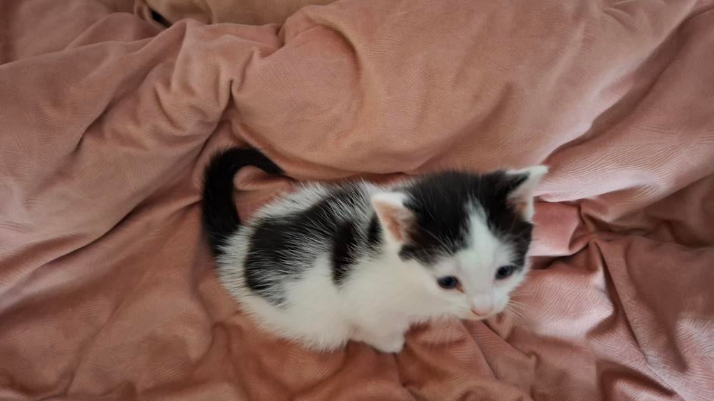 Lieve kittens beschikbaar vanaf 30 mei.