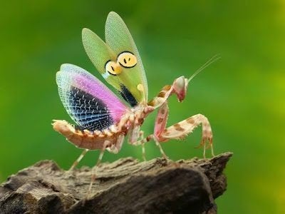 Creobroter gemmatus te koop, Jeweled flower mantis, Dieren en Toebehoren, Sprinkhaan of Krekel