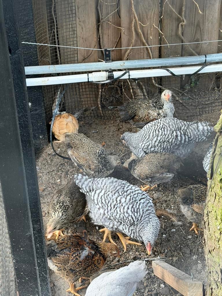 Te koop kippen, Dieren en Toebehoren, Pluimvee, Meerdere dieren, Kip