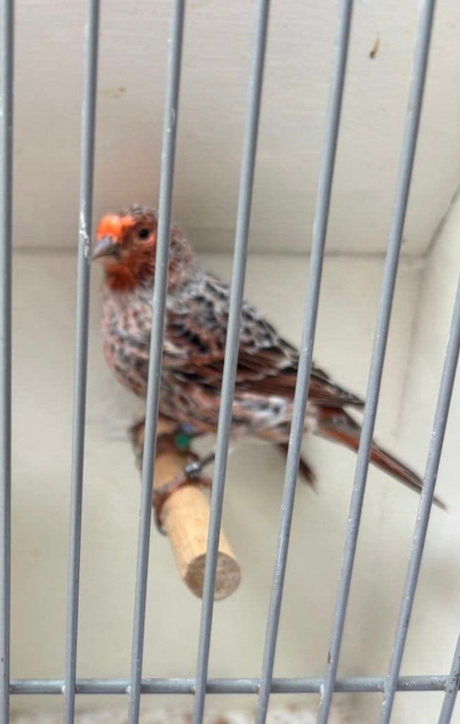 GEZOCHT rode schimmel lizard pop, Vrouwelijk, Kleurkanarie