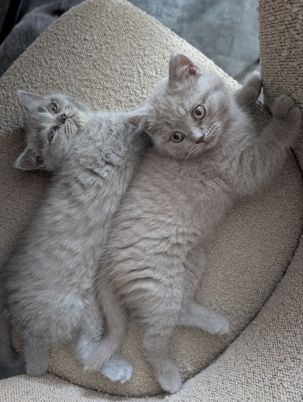 Britse korthaar kitten, nog eentje beschikbaar!, Dieren en Toebehoren, Poes, Ontwormd