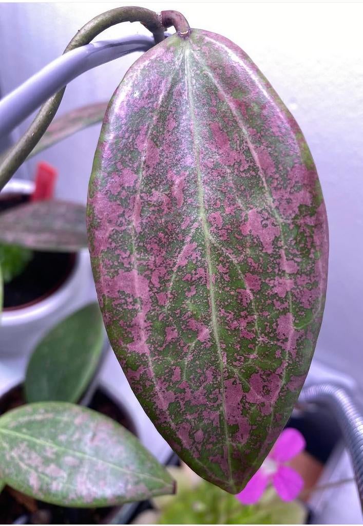 Hoya verticillata (fka Wibergiae), Ophalen of Verzenden, Halfschaduw, Minder dan 100 cm