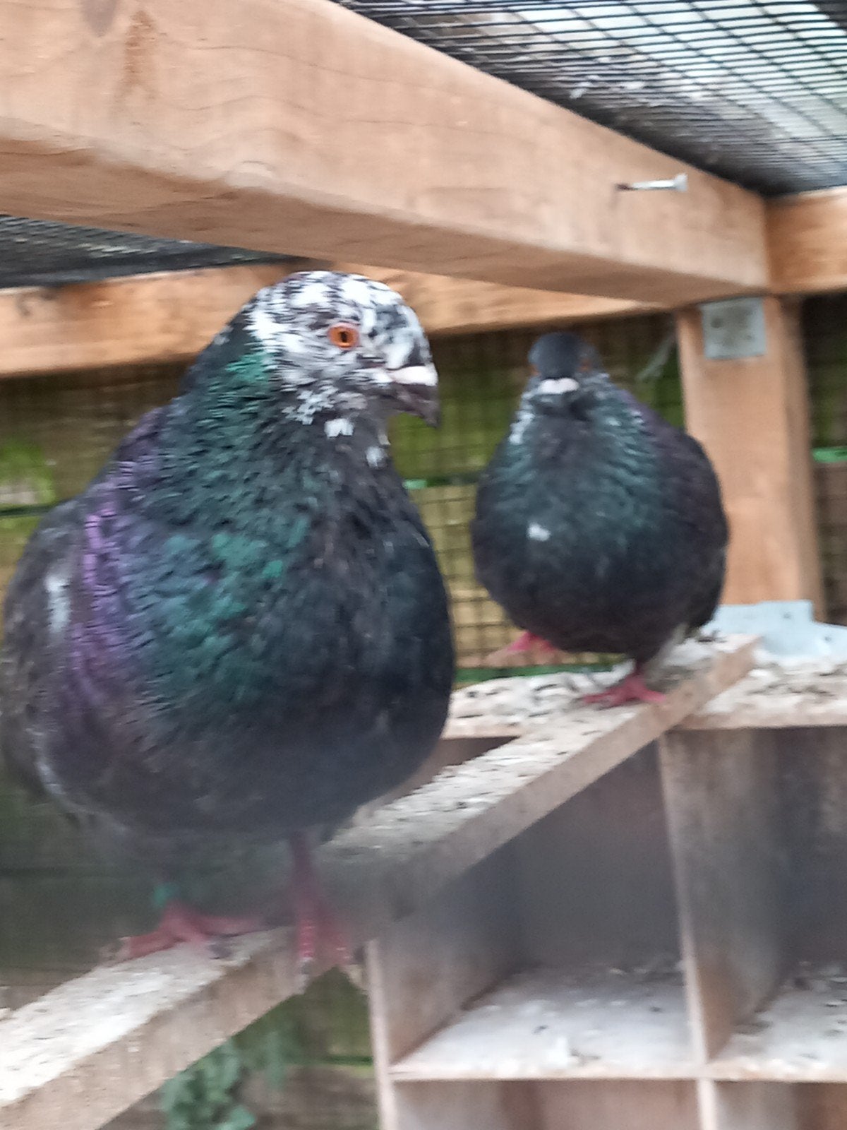 Kroppers duif koppel lokkers Haagse til, Dieren en Toebehoren, Vogels | Duiven, Meerdere dieren, Overige soorten