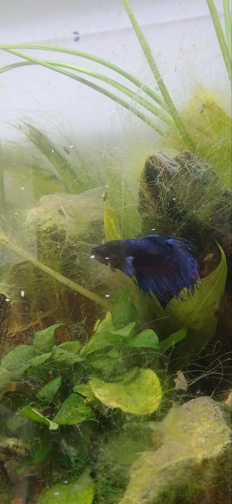 Betta vis, Dieren en Toebehoren, Vissen | Aquariumvissen