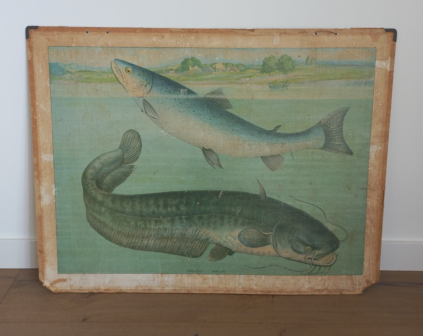 Oude schoolplaat vissen, Antiek en Kunst, Antiek | Schoolplaten, Ophalen, Natuur en Biologie