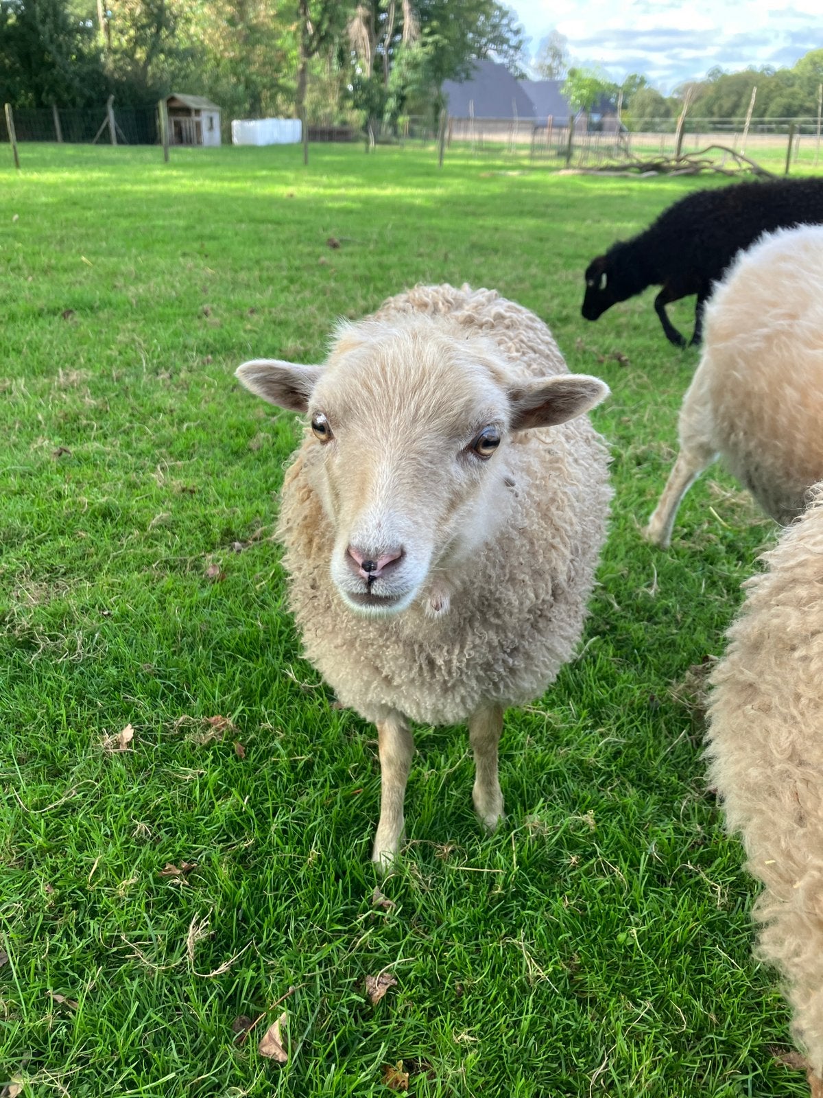 Ouessant ooi - Handtam super lief - 1 april 2026, Dieren en Toebehoren, Vrouwelijk, Schaap, 0 tot 2 jaar