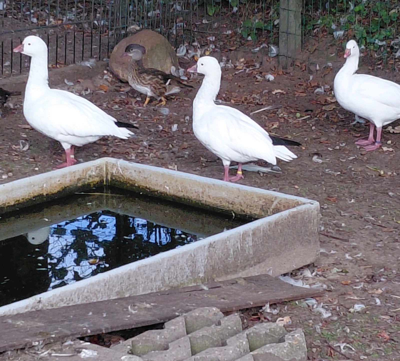 Ross ganzen 3x, Dieren en Toebehoren, Meerdere dieren, Gans of Zwaan