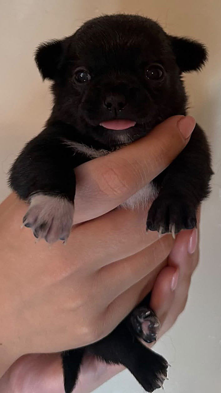 Te koop, Zeer lieve eigenwijze Chihuahua pups., Dieren en Toebehoren, Honden | Chihuahua's en Gezelschapshonden, Meerdere, Meerdere dieren