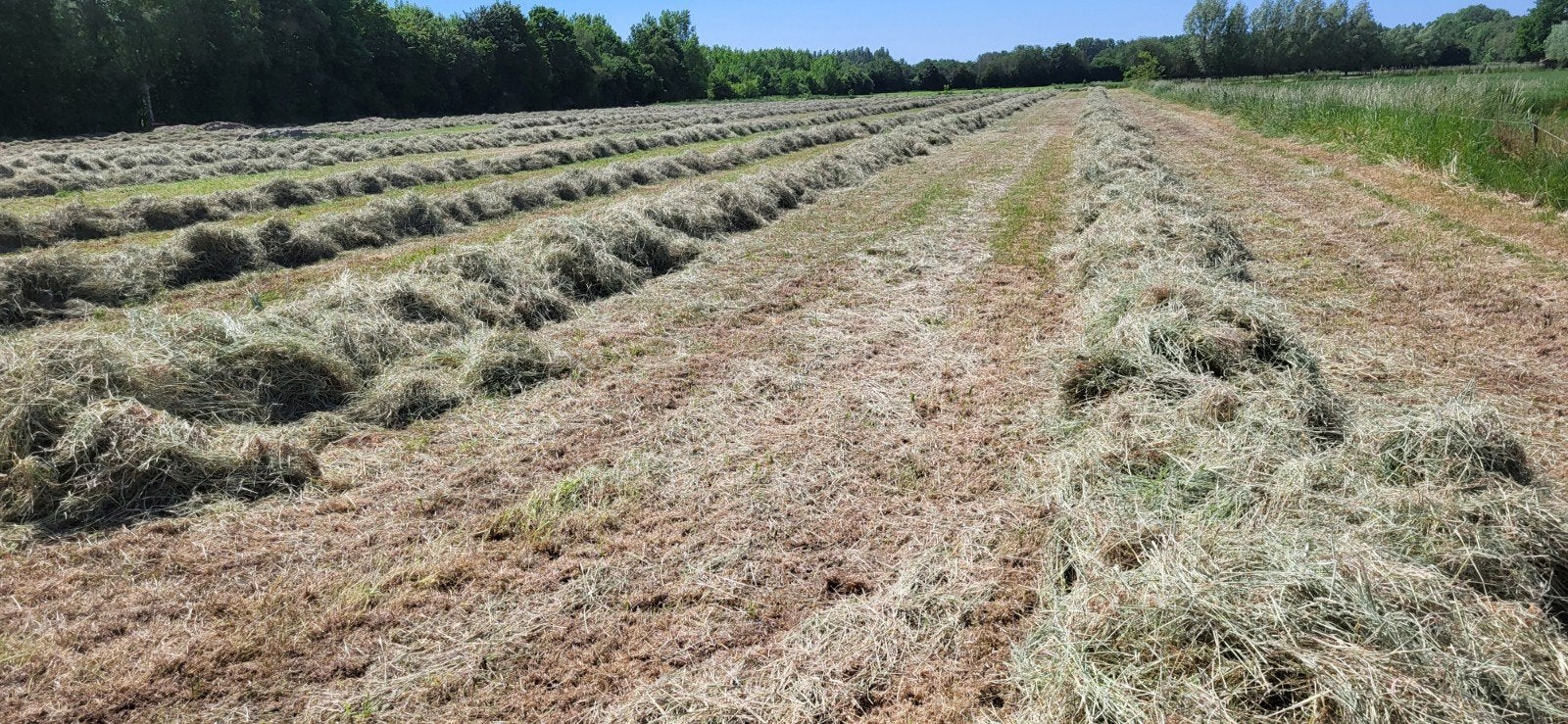 Natuurhooi midibalen hooibalen, Dieren en Toebehoren, Ophalen of Verzenden, Vee