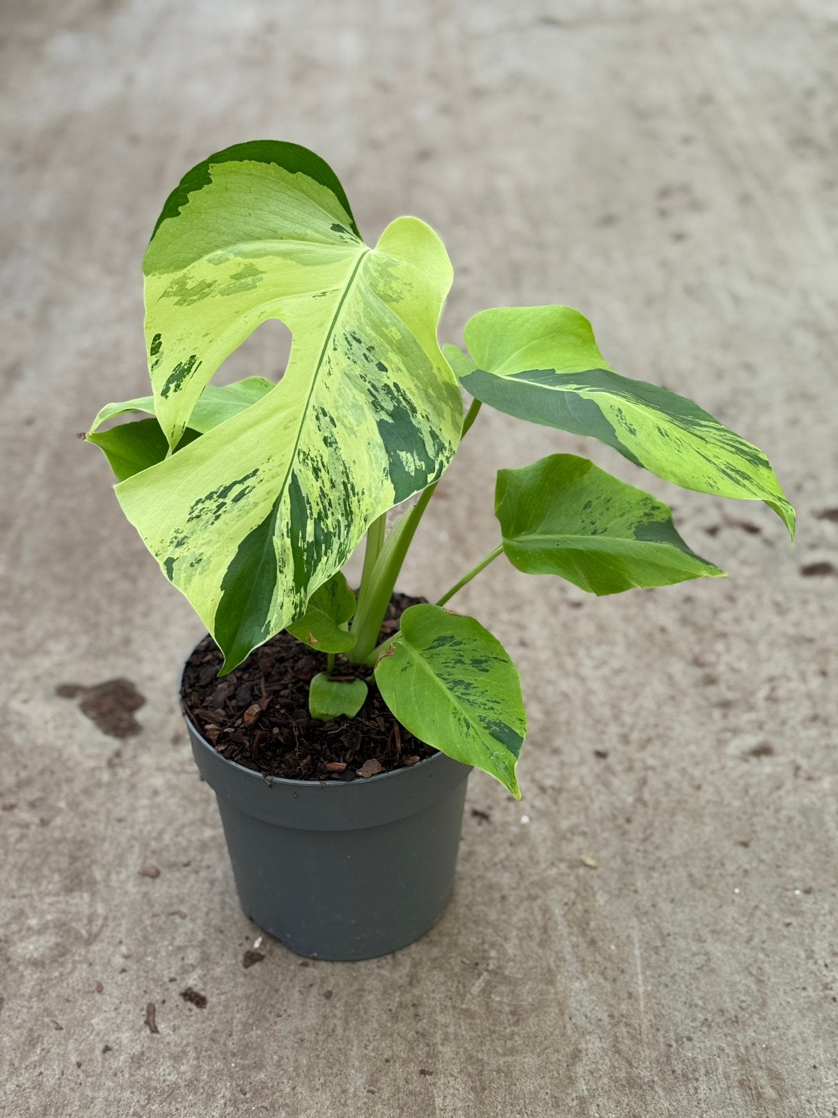 Monstera Light Lime, Huis en Inrichting, Kamerplanten, Ophalen of Verzenden