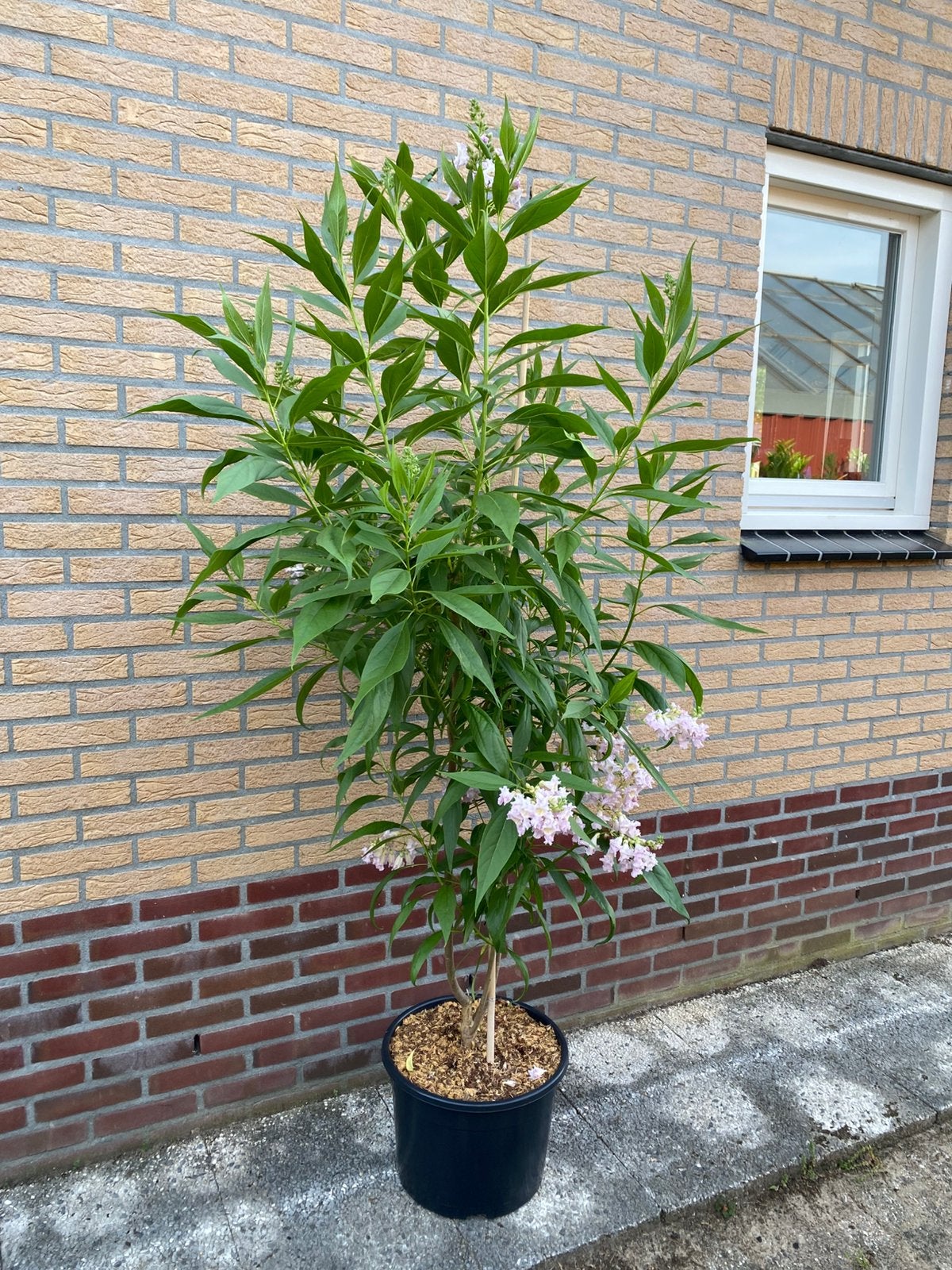 chitalpa tashkentensis summer bells meerstammig, Overige soorten, 100 tot 250 cm, Zomer, Ophalen