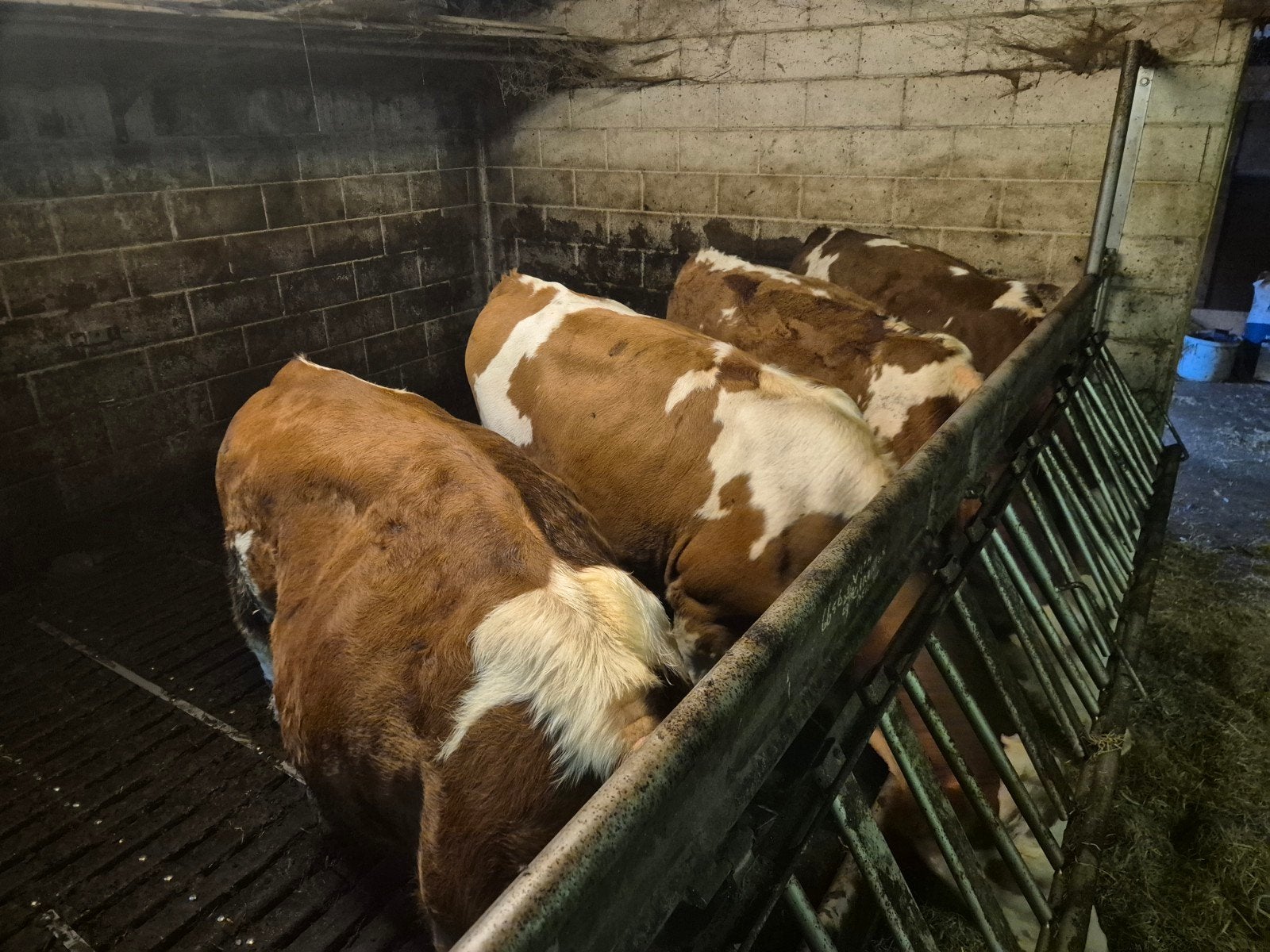 Te Koop   15 stuks luxe fleckvieh pinken., Dieren en Toebehoren, Vrouwelijk, 0 tot 2 jaar