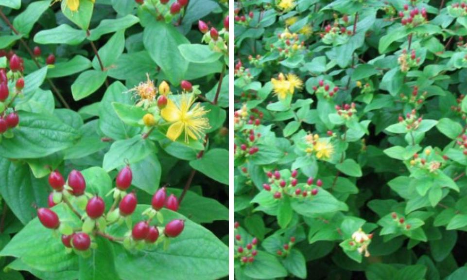 Hypericum 'Rheingold'(Hertshooi), Vaste plant, Halfschaduw, Zomer, Ophalen