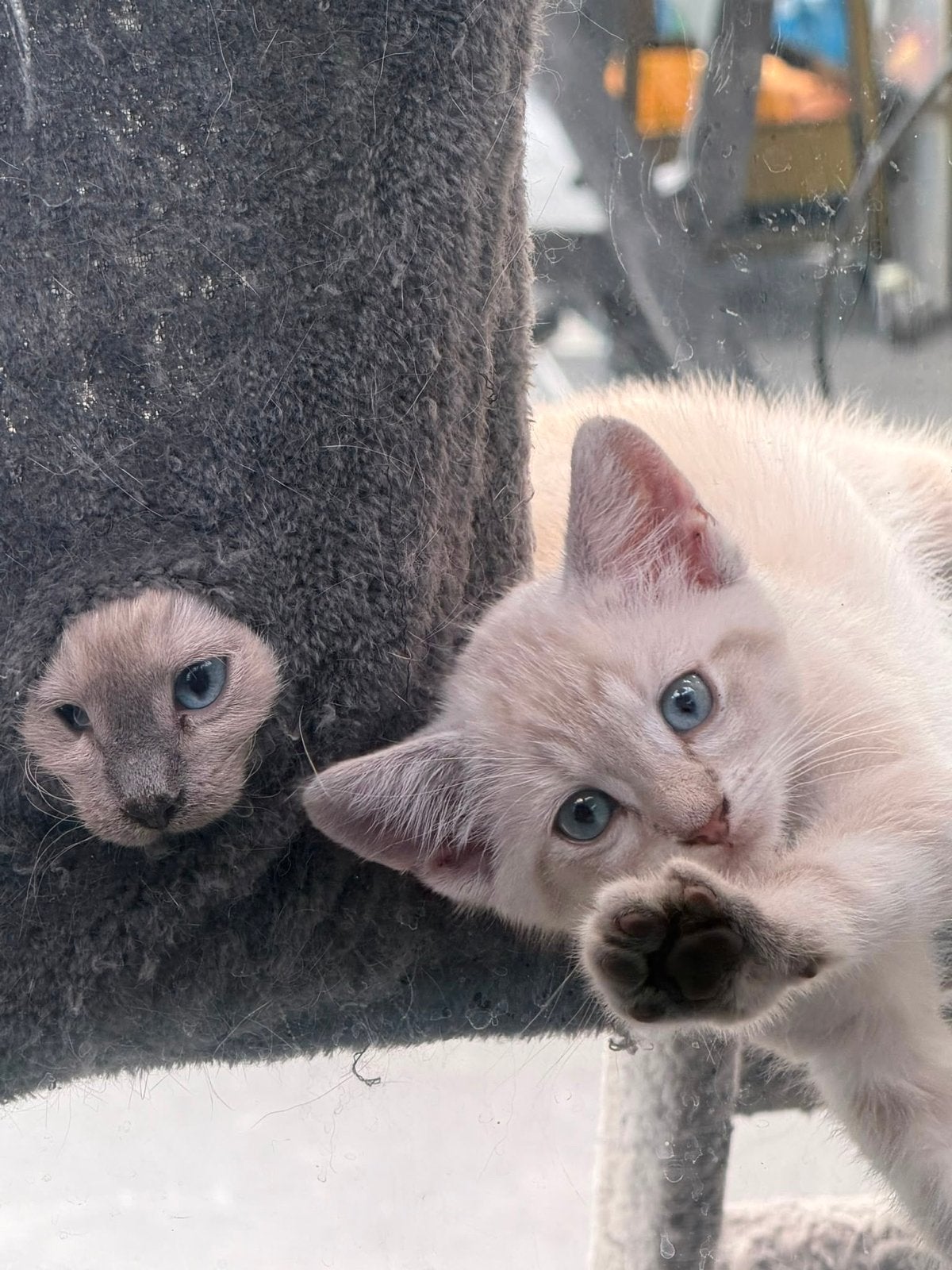 Siamees x maine coon, Dieren en Toebehoren, Meerdere dieren, 0 tot 2 jaar
