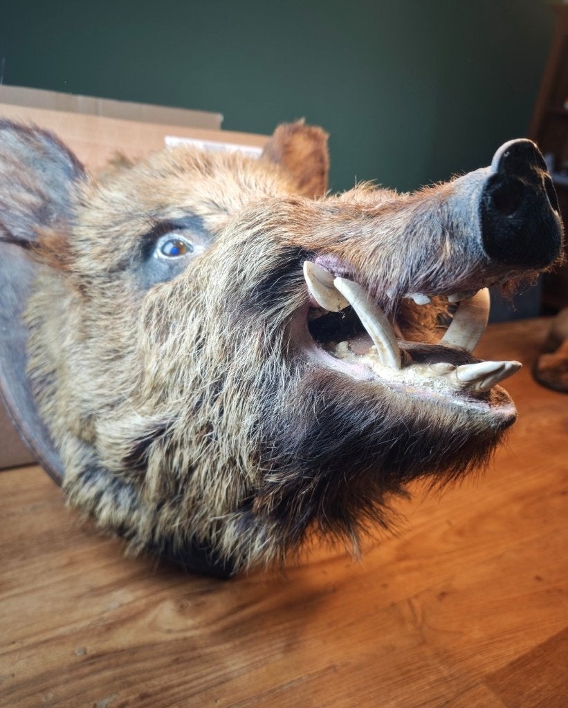 Groot opgezet wild zwijn everzwijn –Taxidermie – Jachttrofee, Ophalen of Verzenden, Zo goed als nieuw, Wild dier, Opgezet dier