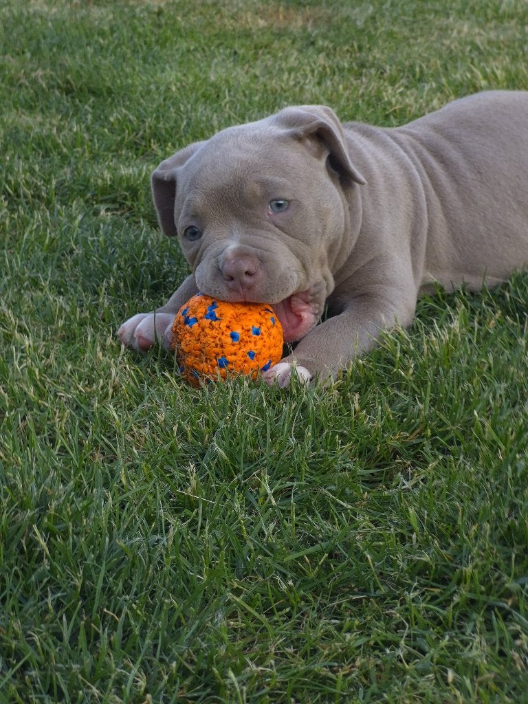 American pocket bully teefjes, Dieren en Toebehoren, België, Fokker | Hobbymatig, Overige rassen, 8 tot 15 weken