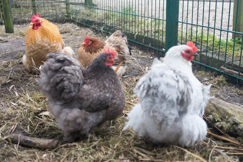 cochin kriel broedeieren, Dieren en Toebehoren, Pluimvee, Geslacht onbekend, Kip