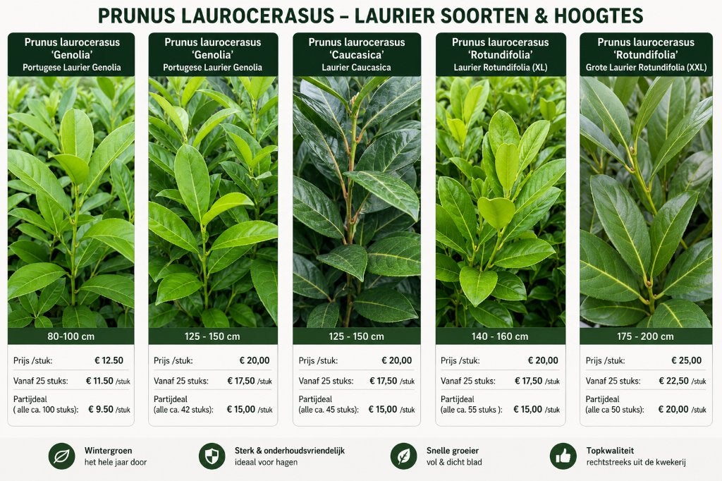 Aanbieding groenblijvende en snelgroeiende laurierhaag
