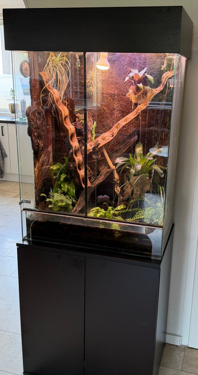 Terrarium met gifkikkers en Madagascar gekko, Dieren en Toebehoren, Ophalen, Gebruikt, Terrarium of Paludarium