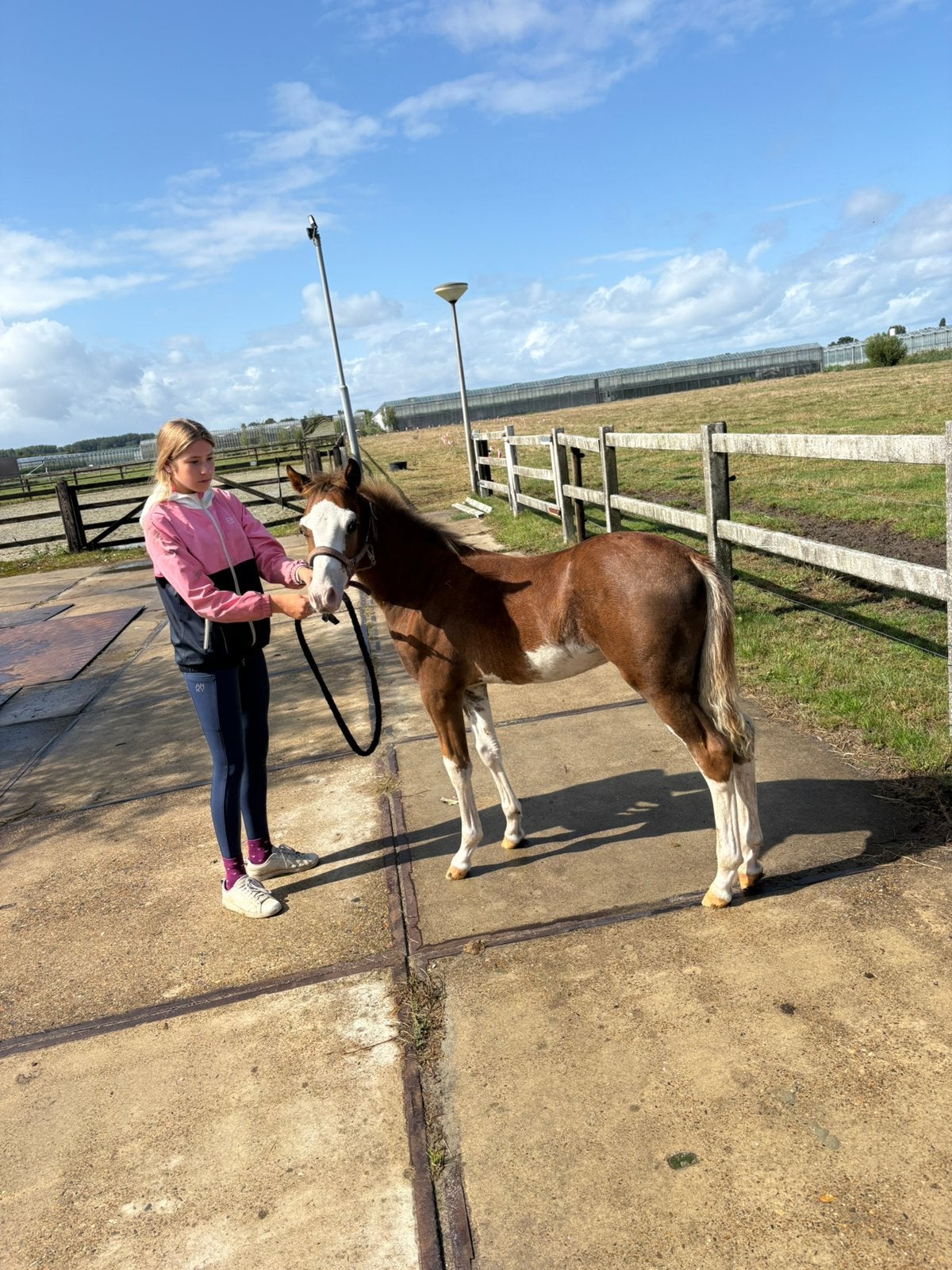 Welsh sectie B hengstveulen, Dieren en Toebehoren, Pony's, Hengst, Niet van toepassing, Met stamboom, 0 tot 2 jaar