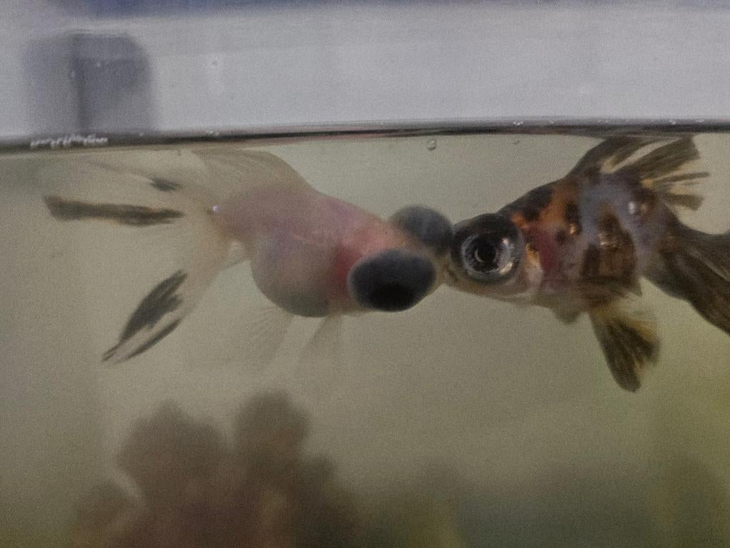 Moet ZSM! Aquarium met 2 sluierstaart vissen, Ophalen, Gebruikt, Overige merken, Vissenkom