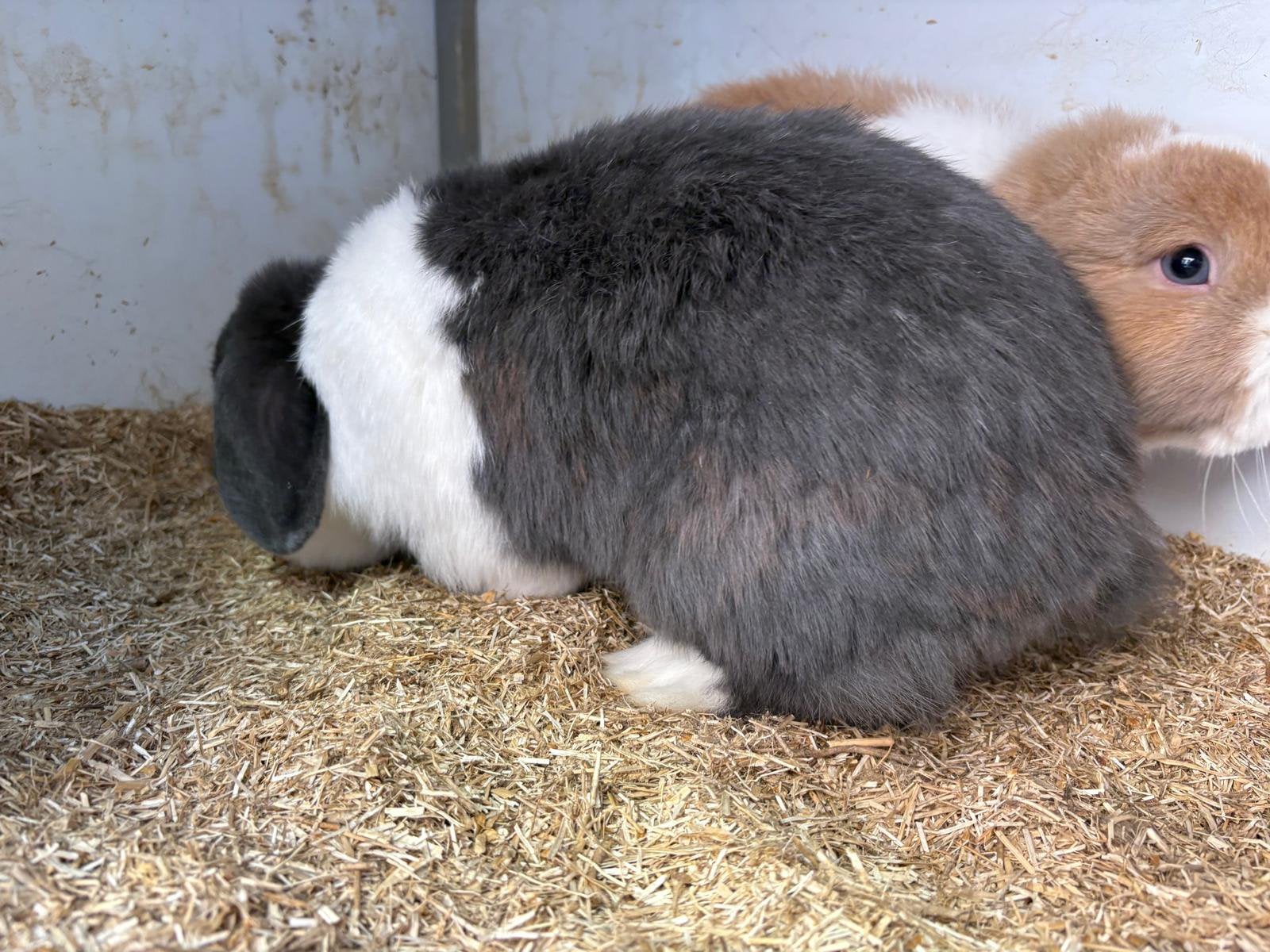 3 tamme Minilop konijnen 9-11maanden Voedsters, Dieren en Toebehoren, Meerdere dieren