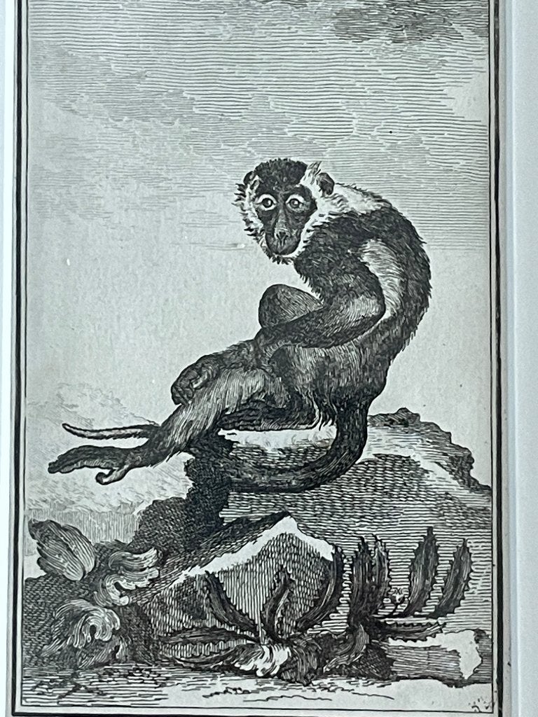 OUD 1770 Mangabey met witte kraag aap. P0566-11, Ophalen of Verzenden, Ets, 1700 - 1799
