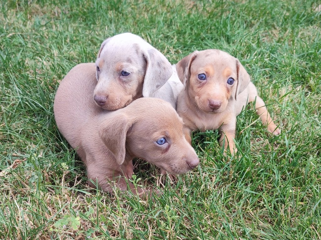Super mooie, sociale dwergteckel pups, Parvo, België, Particulier, 8 tot 15 weken