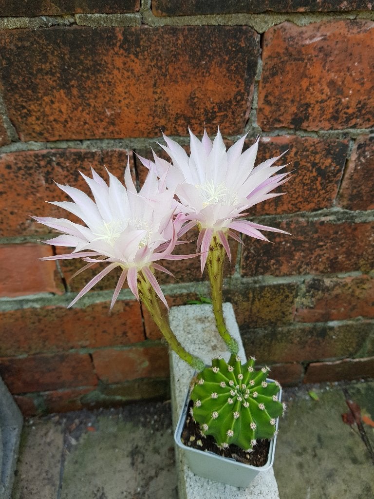 Bolcactus / Cilindrische cactus, Ophalen, Halfschaduw, Minder dan 100 cm, In pot