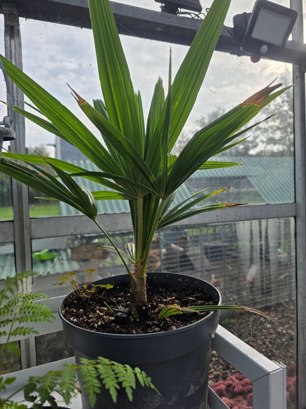 Trachycarpus Fortunei winterharde palm – ca. 32 cm, Tuin en Terras, Ophalen of Verzenden