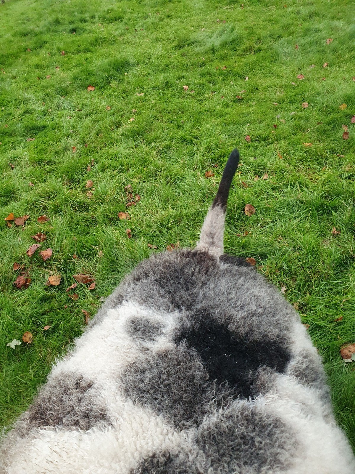 Dekram, Dieren en Toebehoren, Mannelijk, Schaap