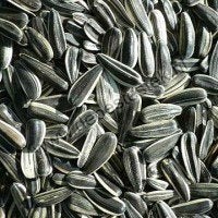 15kg gestreepte zonnepitten voor de buitenvogels, Nieuw, Ophalen of Verzenden, Nvt, Eten en Drinken