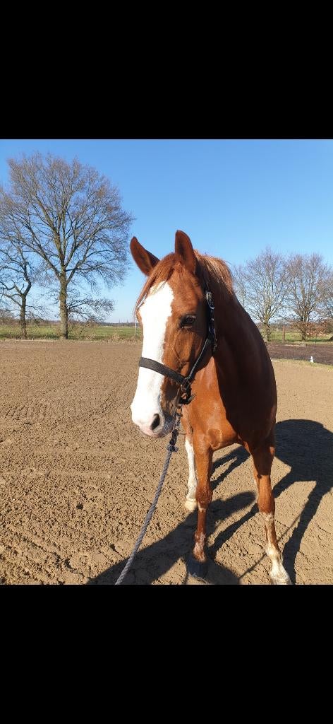 Lieve merrie, Dieren en Toebehoren, Paarden, Merrie, L, 11 jaar of ouder, Recreatiepaard
