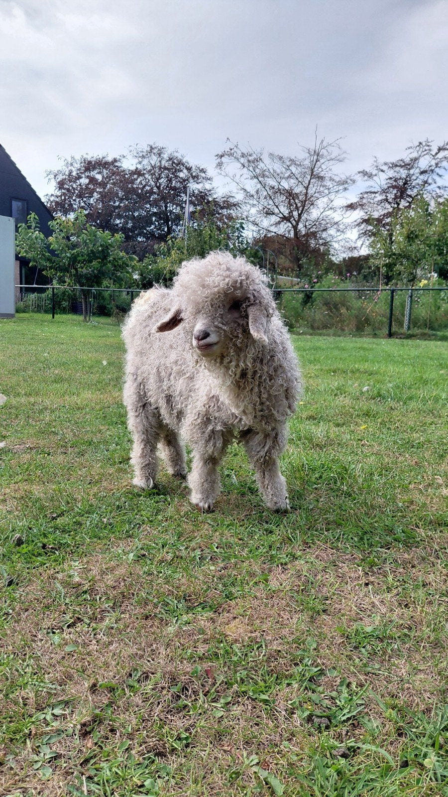 koppel Angora geiten, Meerdere dieren, Geit, 0 tot 2 jaar