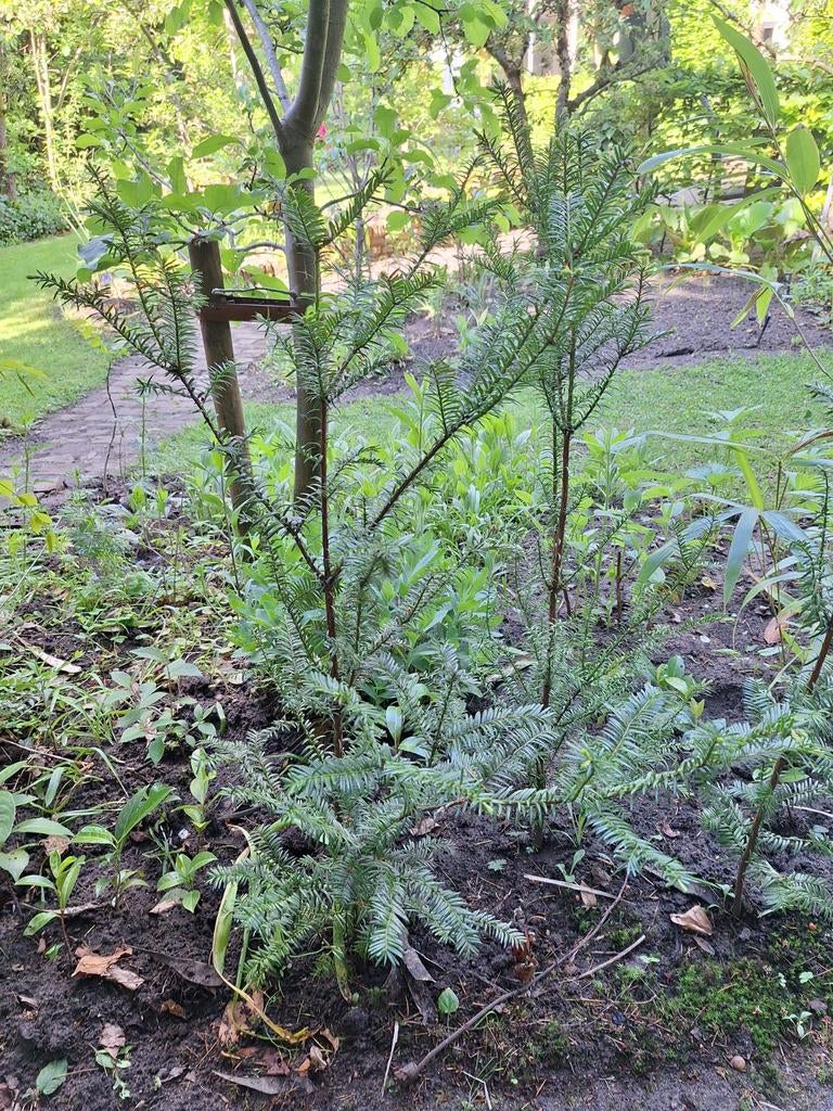 2 x mooie taxus - 1 meter hoog - samen voor €6, Ophalen, Taxus, 100 tot 250 cm
