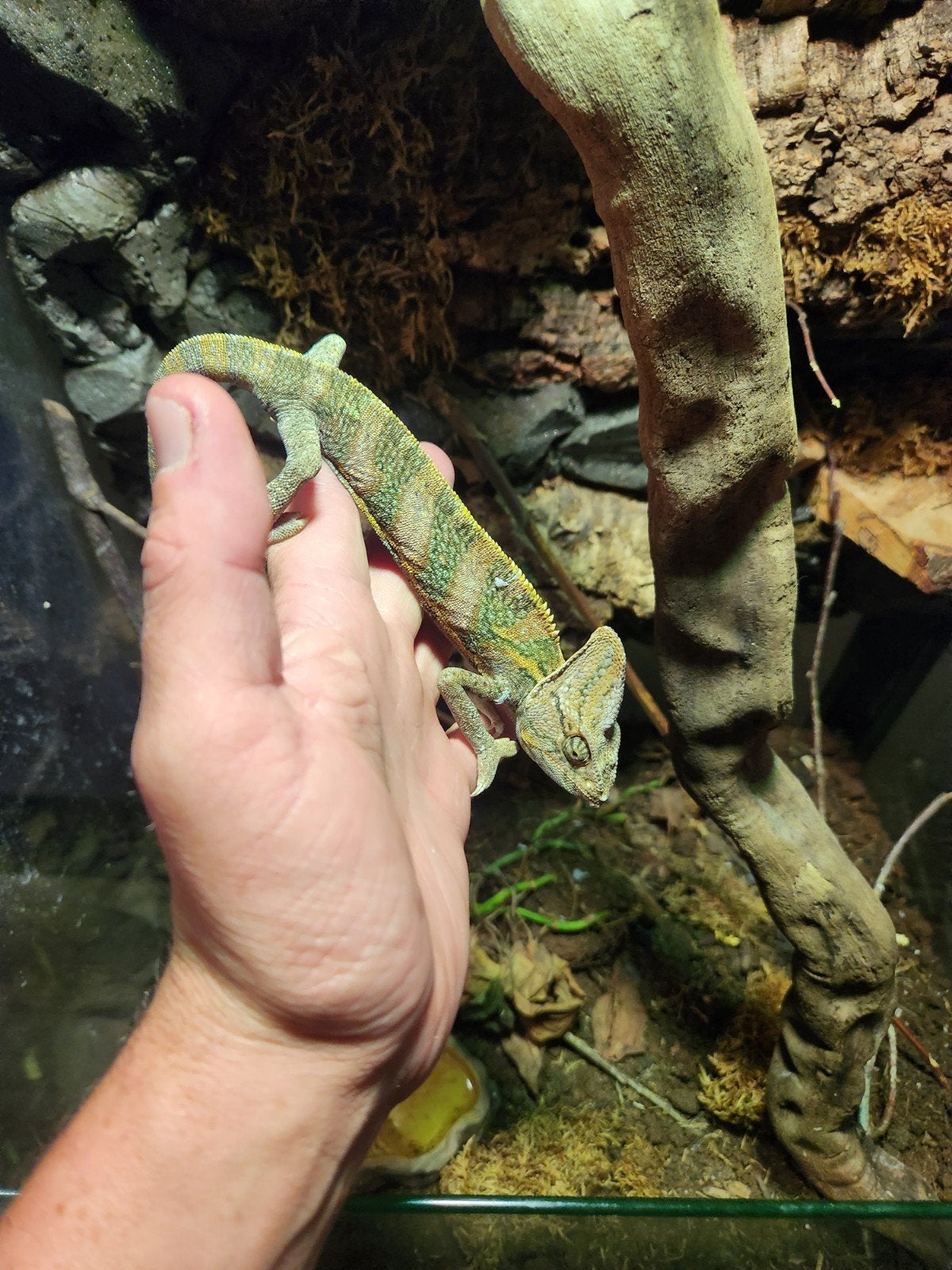 jemen kameleon met terrarium.