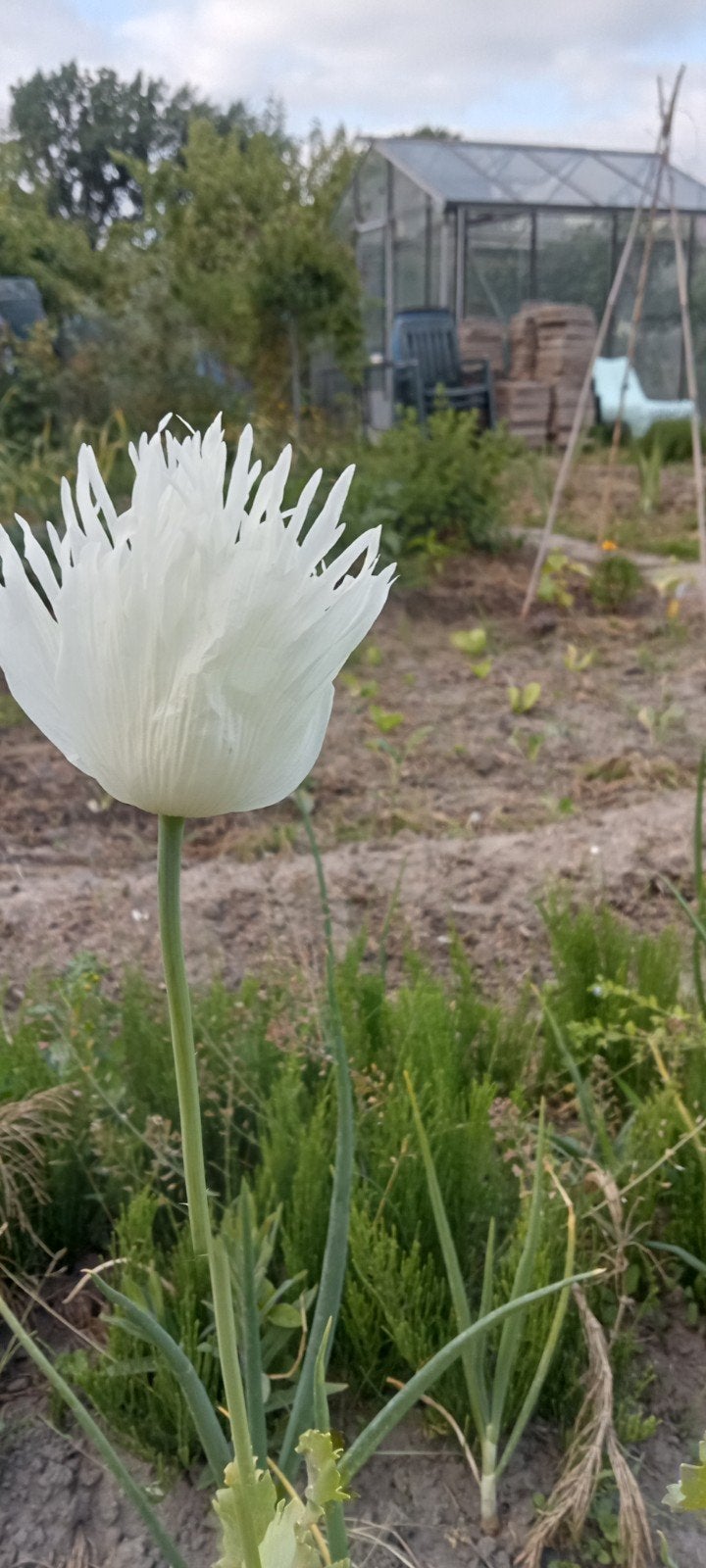 Papaver somniferum Indian white zaden, Ophalen of Verzenden, Voorjaar, Volle zon, Zaad