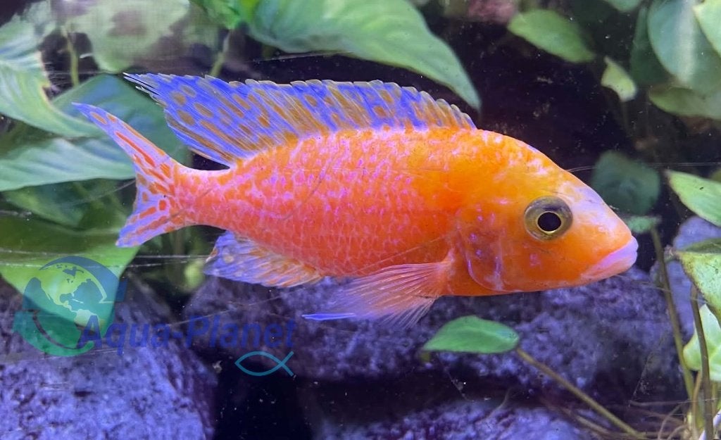 Aulonocara sp. "Fire fish" (Small), Vis, Zoetwatervis, Schoolvis