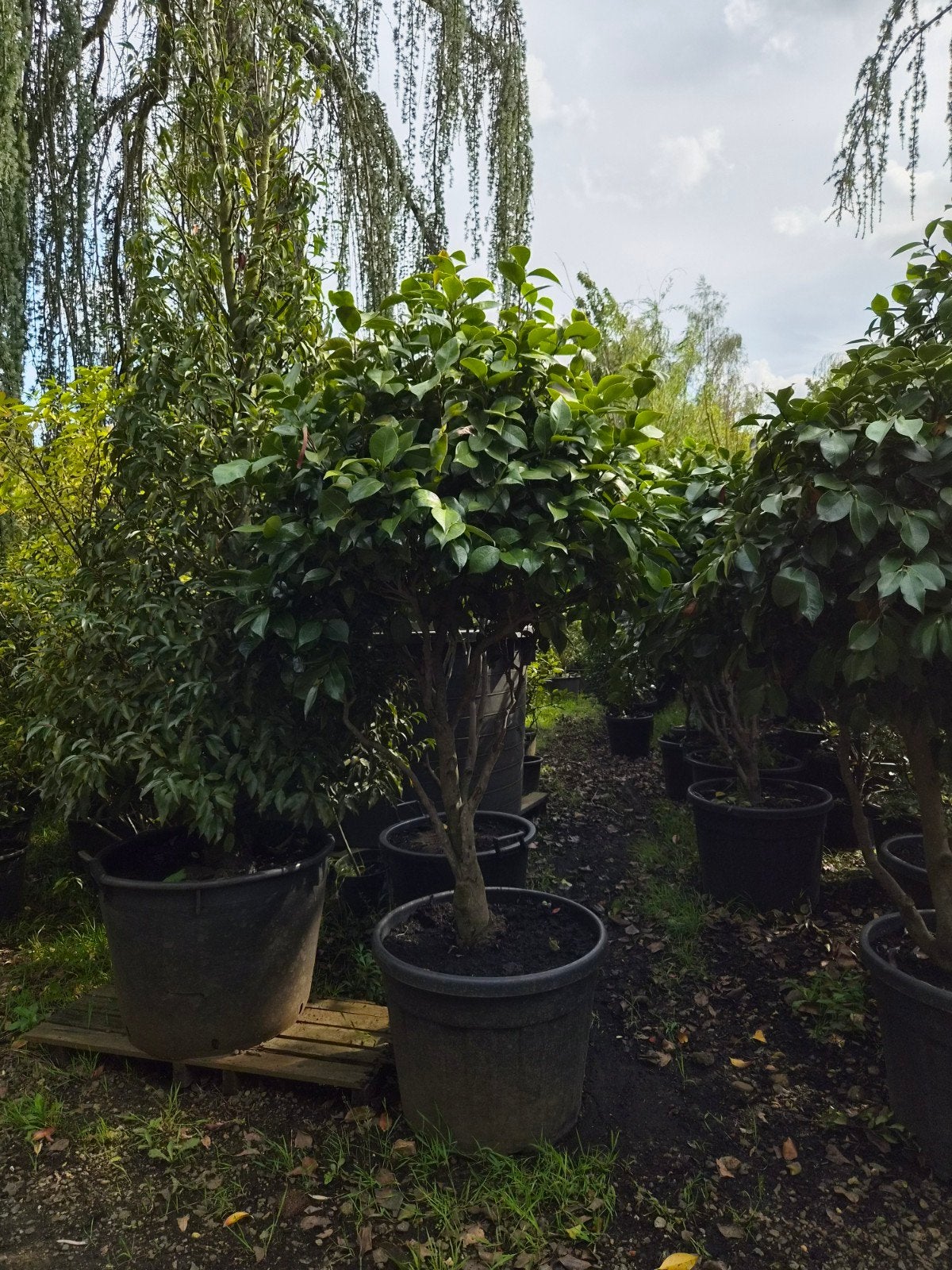 Camellia Japonica Meerstammig - Winterbloeier, Ophalen, Overige soorten, Halfschaduw