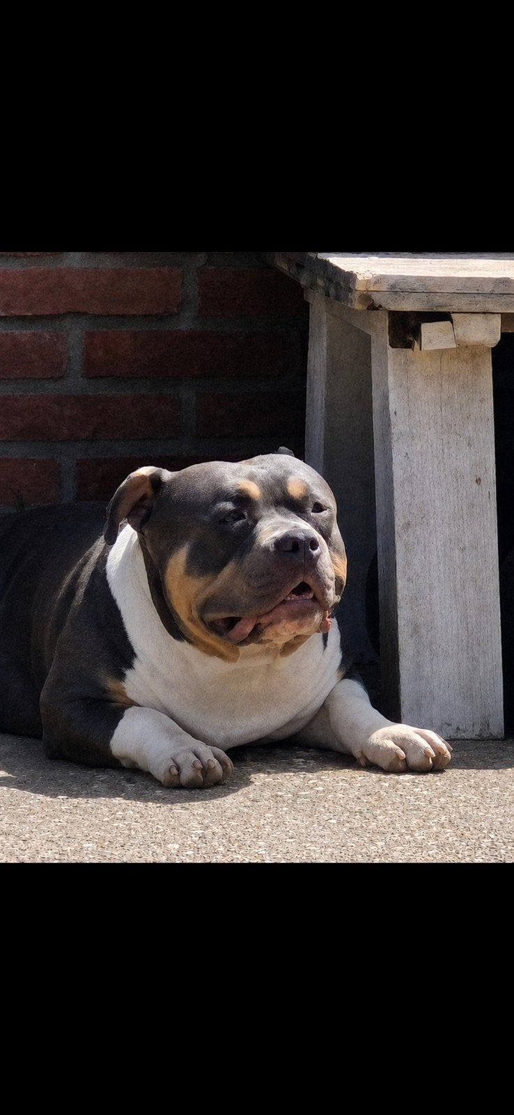 American bully pocket Reu, Dieren en Toebehoren, 15 weken tot 1 jaar, Parvo, Eén hond, Nederland